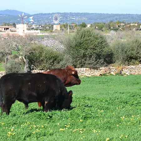 Es Gallicant * Campos (Mallorca)