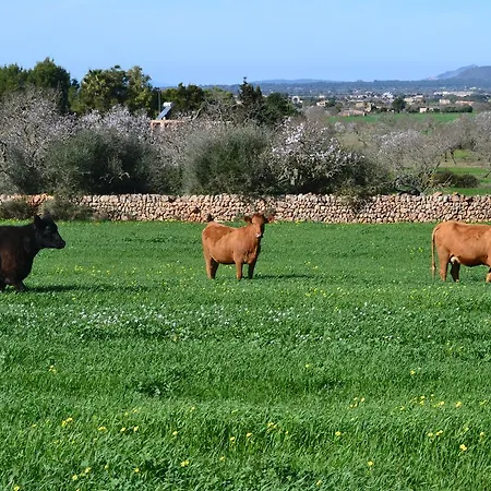 Es Gallicant * Campos (Mallorca)