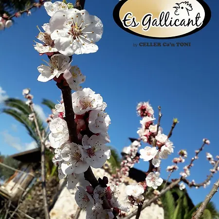 Es Gallicant Farm stay Campos (Mallorca)