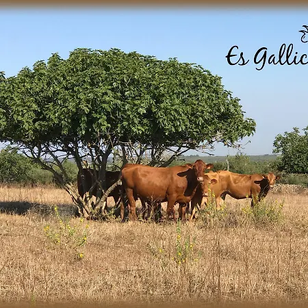 Farm stay Es Gallicant Campos (Mallorca)